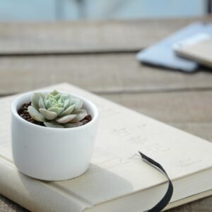 Succulent and Cactus