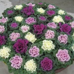 ornamental kale mix