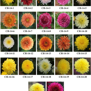 chrysanthemum multiflora variety