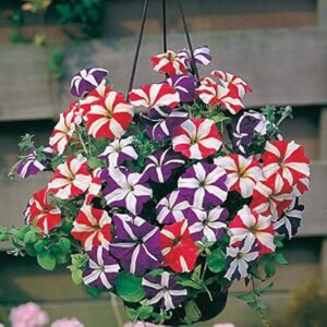 petunia star mix