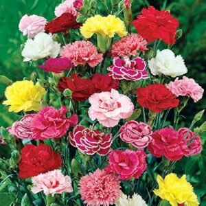 carnation mix