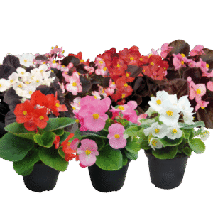 begonia mix