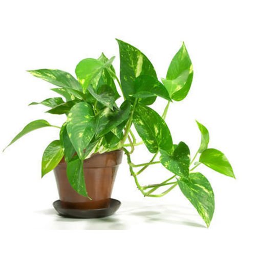 money plant.jpg imresizer