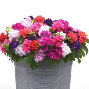 petunia double mix
