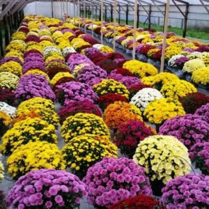 chrysanthemum multiflora variety