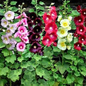 Hollyhock Mix