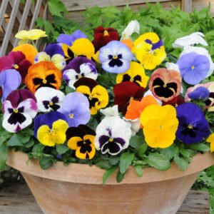 Pansy Mix