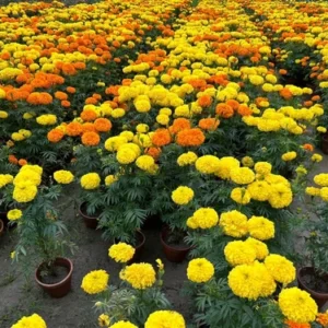 marigold mix